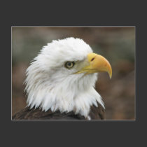 American Bald Eagle 2 postcards