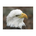 American Bald Eagle 2 postcards