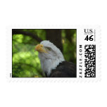 American Bald Eagle Bird on a Postal Stamp