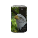American Bald Eagle Blackberry Bold Case