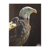 American Bald Eagle Canvas Print