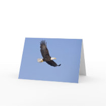 American Bald Eagle Greeting Cards