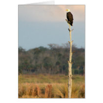 American Bald Eagle cards