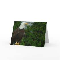 American Bald Eagle  cards
