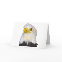 American Bald Eagle cards