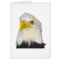 American Bald Eagle cards