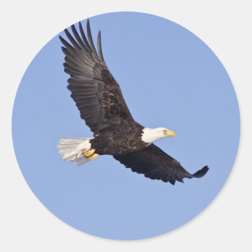 American Bald Eagle Classic Round Sticker Zazzle