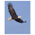 American Bald Eagle flyers