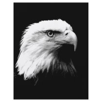American Bald Eagle flyers