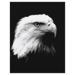 American Bald Eagle Full Color Flyer