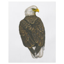 American Bald Eagle flyers