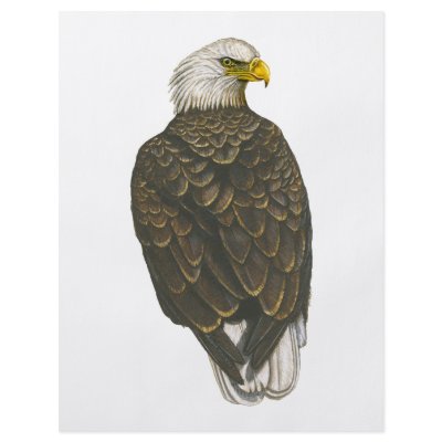 American Bald Eagle Full Color Flyer by tshirtdart