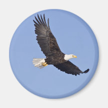 American Bald Eagle Fridge Magnets
