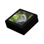 American Bald Eagle Gift Box