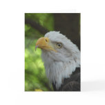 American Bald Eagle Greeting Card