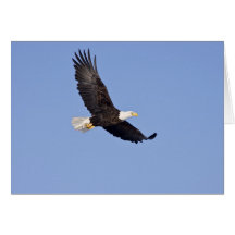 American Bald Eagle Greeting Cards