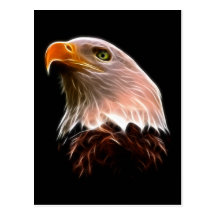 American Bald Eagle Head Postcards
