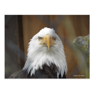 American Bald Eagle in Alaska postcard