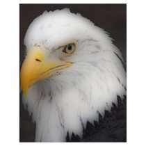 'American Bald Eagle in Portrait' Flyer