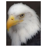 'American Bald Eagle in Portrait' Flyer