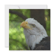 American Bald Eagle Invitation