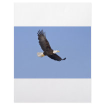 American Bald Eagle Letterhead Template