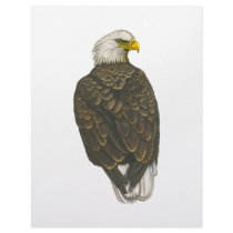 American Bald Eagle letterhead