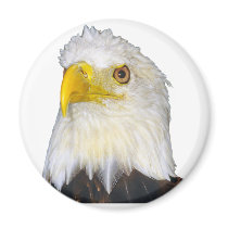American Bald Eagle magnets