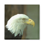 American Bald Eagle Magnet
