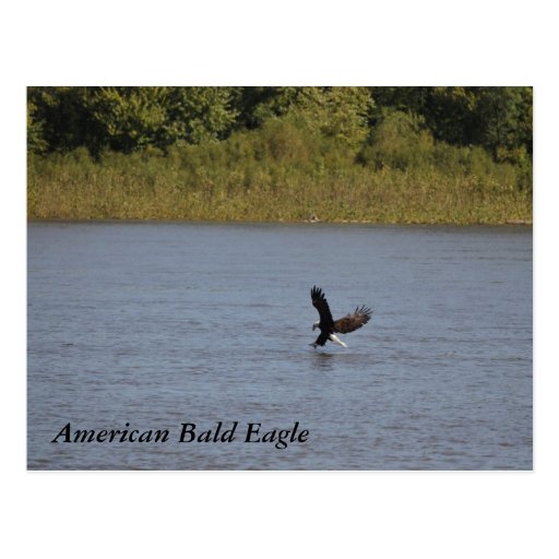American Bald Eagle ~ Minnesota Postcard | Zazzle