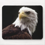 American Bald Eagle mousepads