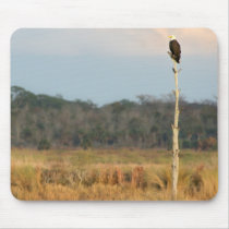 American Bald Eagle mousepads by wildlifezoo American Bald Eagle mousepads