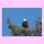 American Bald Eagle Note Card cards