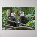 American Bald Eagle Pair posters