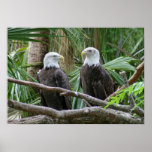 American Bald Eagle Pair Poster