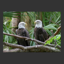 American Bald Eagle Pair posters
