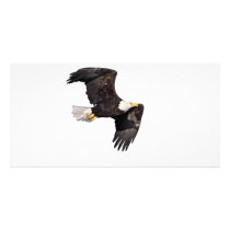American bald Eagle Personalized Photo Card