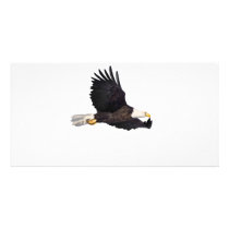 American Bald eagle Custom Photo Card
