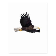 American Bald eagle Post Card