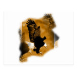 American Bald Eagle Post Card