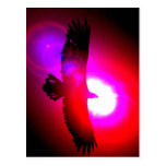 American Bald Eagle Post Card