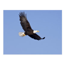 American Bald Eagle Post Cards
