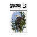 American Bald Eagle postage