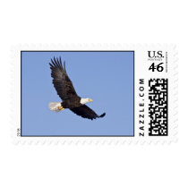 american bald eagle stamps