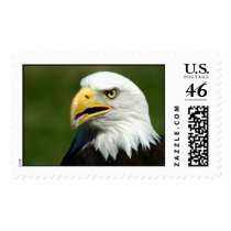 American Bald Eagle postage by glennlump American Bald Eagle postage