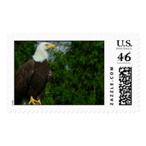 American Bald Eagle  postage