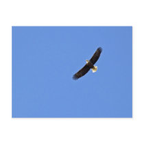 American Bald Eagle postcards