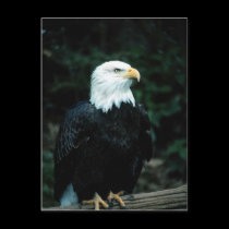 American bald Eagle Postcard by mickeyelvis128 American bald Eagle Postcard