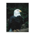 American bald Eagle Postcard American bald Eagle Postcard