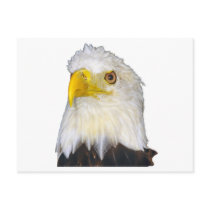 American Bald Eagle postcards